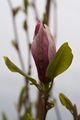 Magnolia Purpurea Magnolia